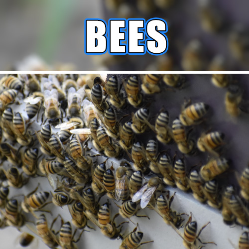 Honey Bees
